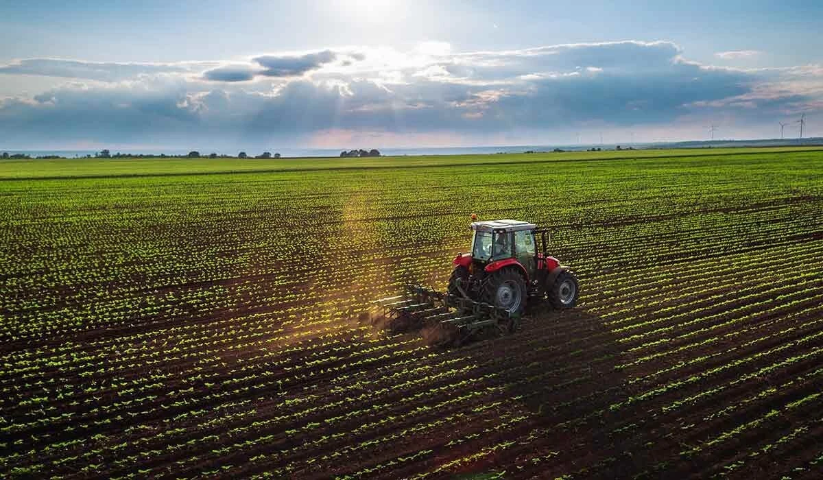 Potassium Sulphate in Agriculture: Benefits & Application
